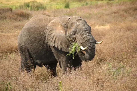 Elephant 4K Wallpaper · animals · 3840×2560