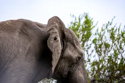 Elephant 4K Wallpaper · animals · 3840×2561