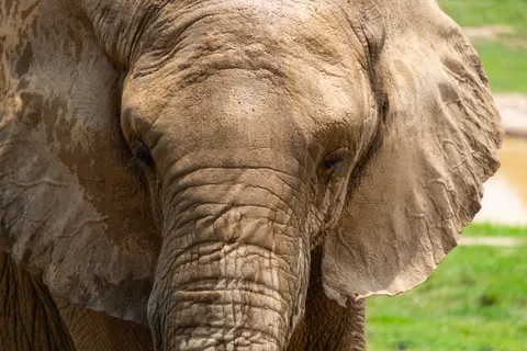 Elephant 4K Wallpaper · animals · 3840×2563
