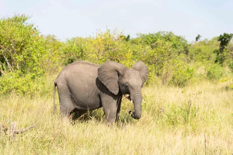Elephant 4K Wallpaper · animals · 3840×2560