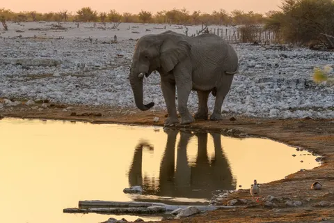 Elephant 4K Wallpaper · animals · 3840×2560