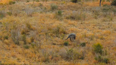 Elephant 4K Wallpaper · animals · 3840×2158