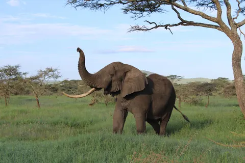 Elephant 4K Wallpaper · animals · 3840×2560