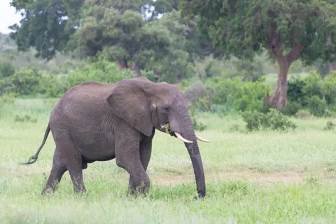 Elephant 4K Wallpaper · animals · 3840×2560