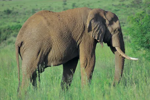 Elephant 4K Wallpaper · animals · 3840×2560