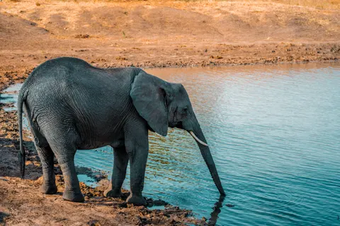 Elephant 4K Wallpaper · animals · 3840×2560
