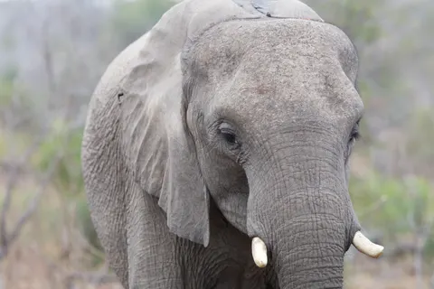 Elephant 4K Wallpaper · animals · 3840×2560
