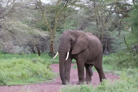 Elephant 4K Wallpaper · animals · 3840×2560