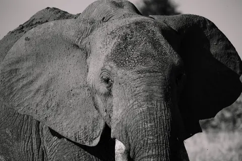 Elephant 4K Wallpaper · animals · 3840×2561