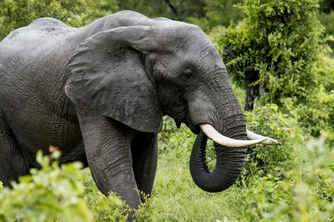 Elephant 4K Wallpaper · animals · 3840×2560