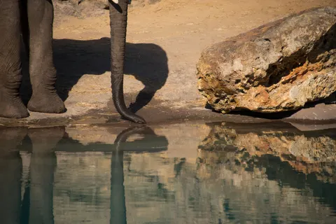 Elephant 4K Wallpaper · animals · 3840×2563