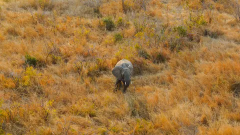 Elephant 4K Wallpaper · animals · 3840×2158