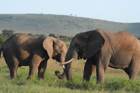 Elephant 4K Wallpaper · animals · 3840×2560
