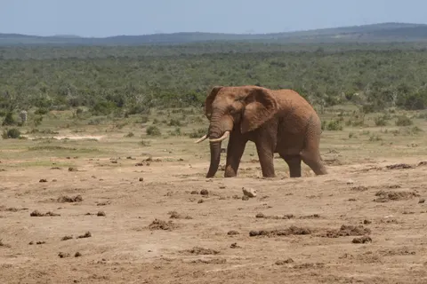 Elephant 4K Wallpaper · animals · 3840×2560