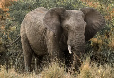 Elephant 4K Wallpaper · animals · 3840×2619