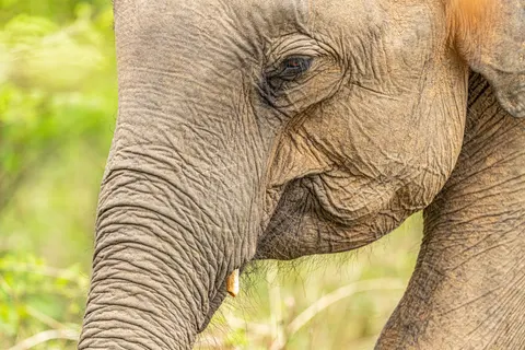 Elephant 4K Wallpaper · animals · 3840×2560