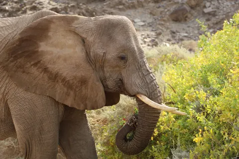 Elephant 4K Wallpaper · animals · 3840×2560