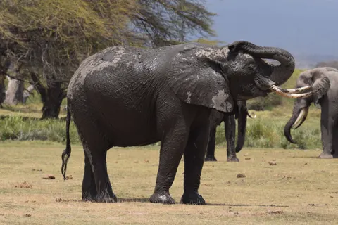 Elephant 4K Wallpaper · animals · 3840×2560
