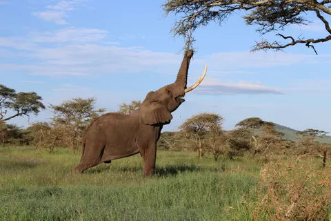 Elephant 4K Wallpaper · animals · 3840×2560