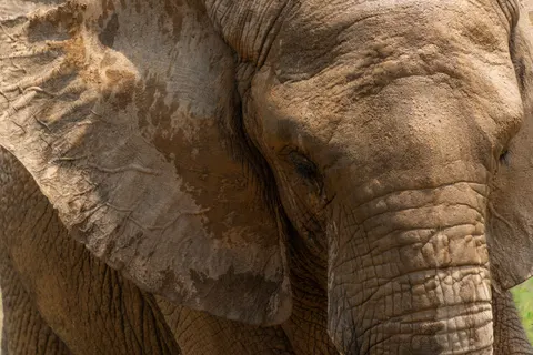 Elephant 4K Wallpaper · animals · 3840×2563