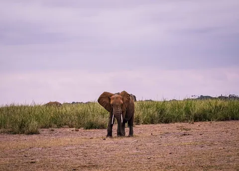 Elephant 4K Wallpaper · animals · 3840×2743