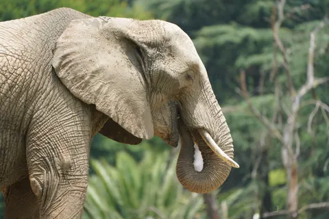 Elephant 4K Wallpaper · animals · 3840×2560