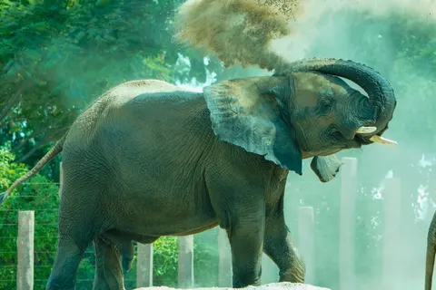 Elephant 4K Wallpaper · animals · 3840×2560