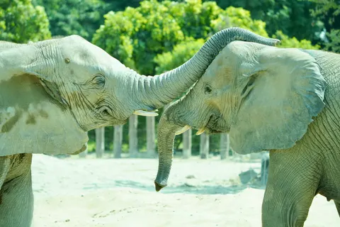 والپیپر فیل با کیفیت 4K · animals · 3840×2560