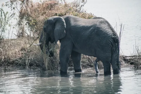 Elephant 4K Wallpaper · animals · 3840×2563