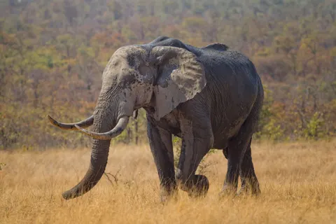Elephant 4K Wallpaper · animals · 3840×2563