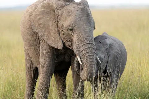 Elephant 4K Wallpaper · animals · 3840×2560