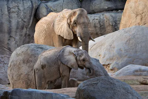Elephant 4K Wallpaper · animals · 3840×2560