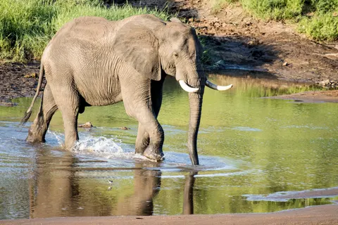 خلفية فيل بدقة 4K · animals · 3840×2560
