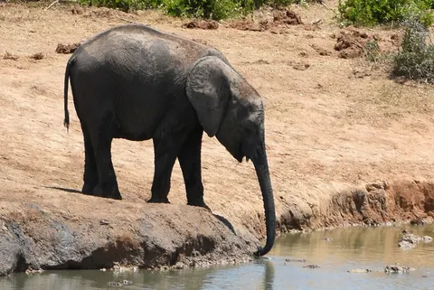 Elephant 4K Wallpaper · animals · 3840×2568