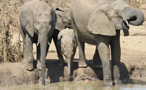 Elephant 4K Wallpaper · animals · 3840×2367