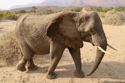 Elephant 4K Wallpaper · animals · 3840×2560