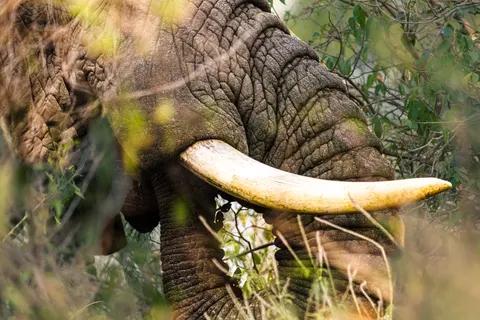 Elefant 4K Hintergrundbild · animals · 3840×2560