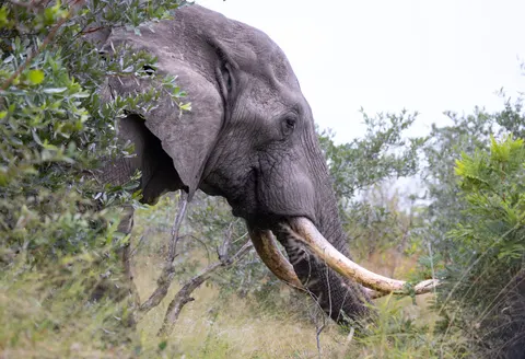 Elephant 4K Wallpaper · animals · 3840×2627