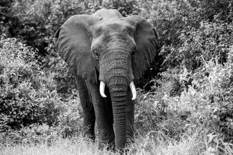 Elephant 4K Wallpaper · animals · 3840×2560