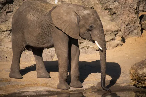 Elephant 4K Wallpaper · animals · 3840×2563