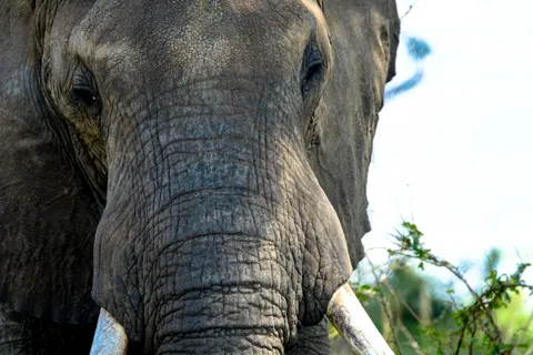 Elephant 4K Wallpaper · animals · 3840×2560