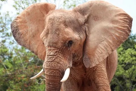 Elephant 4K Wallpaper · animals · 3840×2560