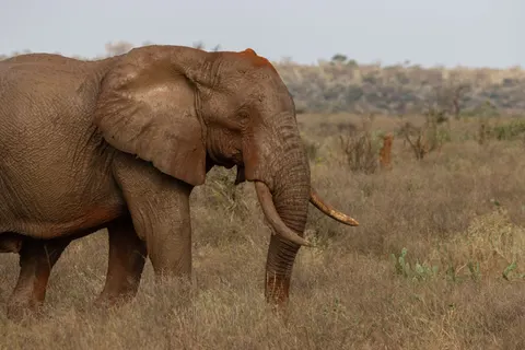 Elephant 4K Wallpaper · animals · 3840×2560