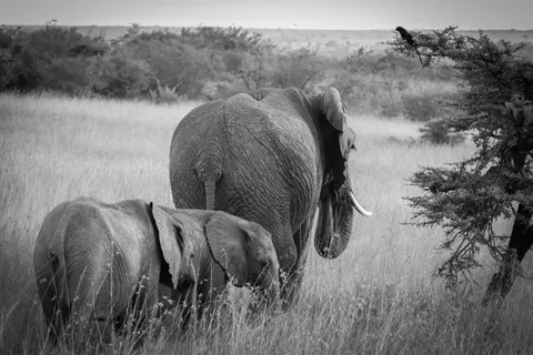 Elephant 4K Wallpaper · animals · 3840×2560