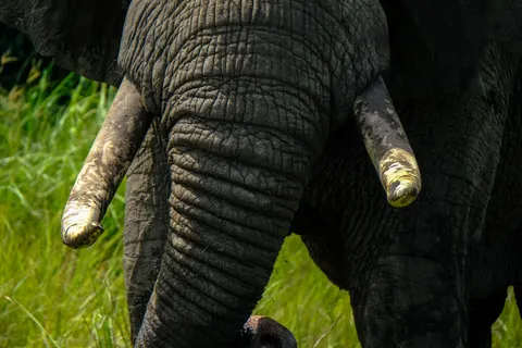 Elephant 4K Wallpaper · animals · 3840×2560