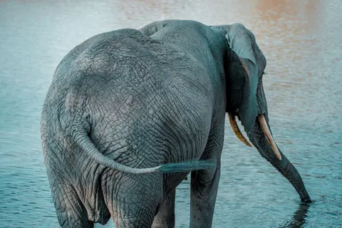 Elephant 4K Wallpaper · animals · 3840×2560