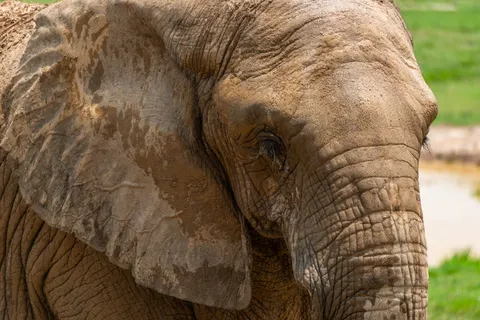 Elephant 4K Wallpaper · animals · 3840×2563
