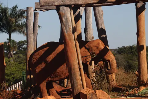 Elephant 4K Wallpaper · animals · 3840×2560