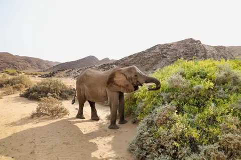 Elephant 4K Wallpaper · animals · 3840×2560