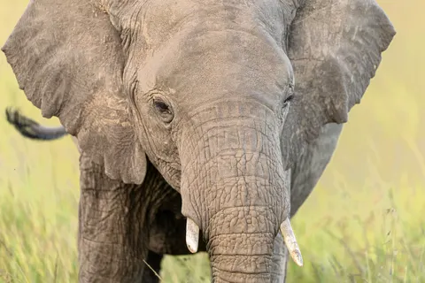 Elephant 4K Wallpaper · animals · 3840×2560
